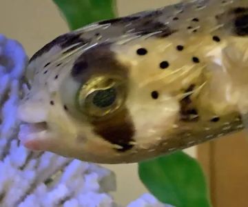 Clayton Aquarium Corporation