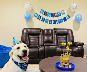 The Seattle Barkery