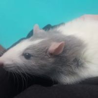 Berkley Animal Hospital ico