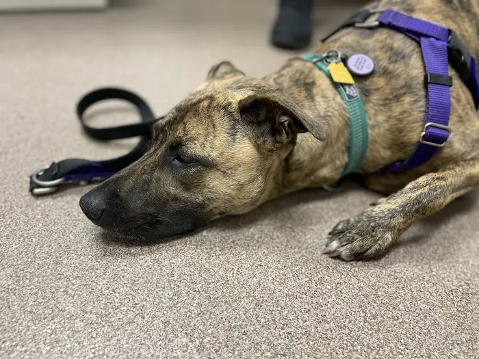 Berkley Animal Hospital 4