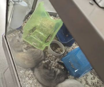 Petco