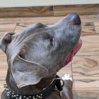 Animal Hospital of Central Brevard ico