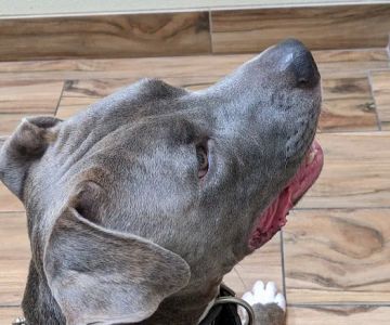 Animal Hospital of Central Brevard