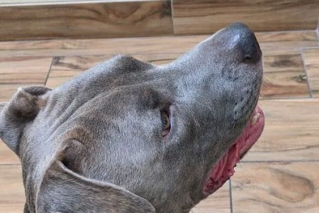 Animal Hospital of Central Brevard