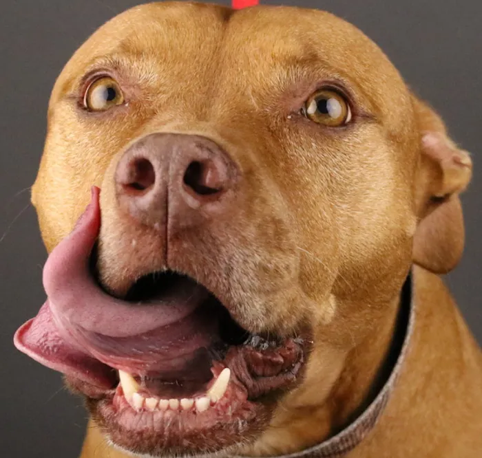 Animal Hospital of Central Brevard 12