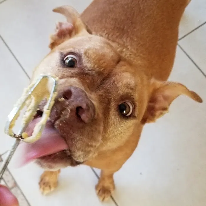 Animal Hospital of Central Brevard 12