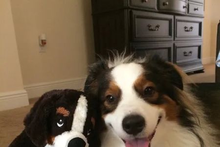 Coquina Ridge Animal Clinic
