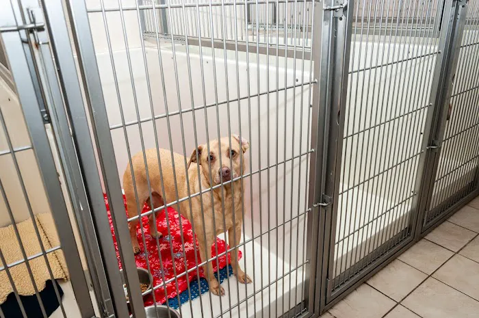 SunShine Animal Hospital of Melbourne 12