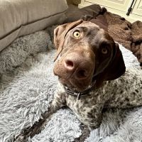 Animal Eye Specialty Clinic - Melbourne ico