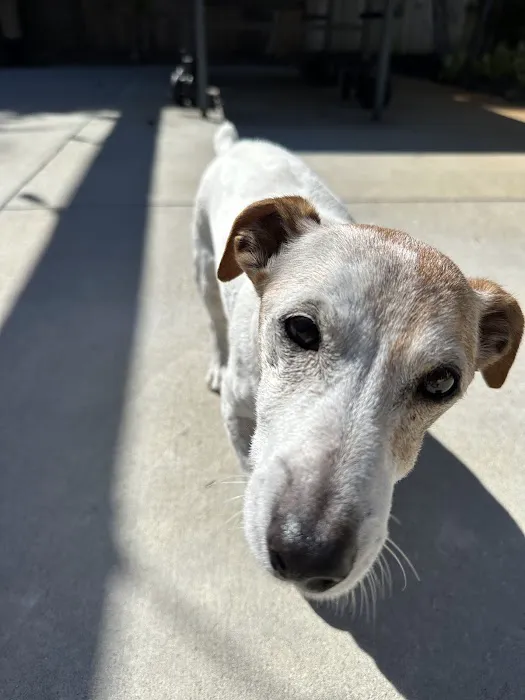 Animal Eye Specialty Clinic - Melbourne 12