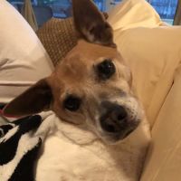Animal Cancer Care Clinic ico