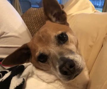 Animal Cancer Care Clinic