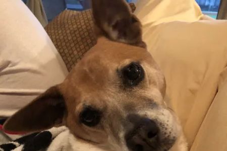Animal Cancer Care Clinic