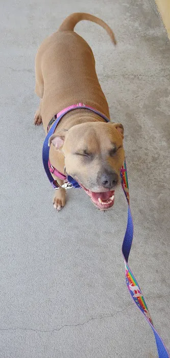 Animal Cancer Care Clinic 12