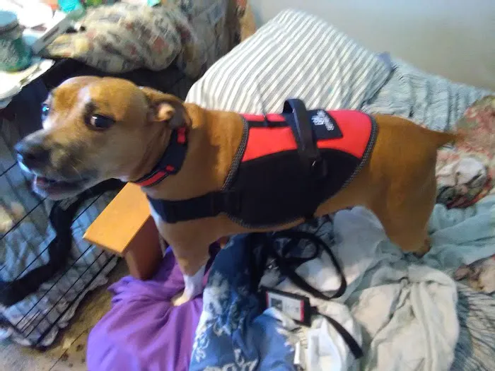 Animal Cancer Care Clinic 12
