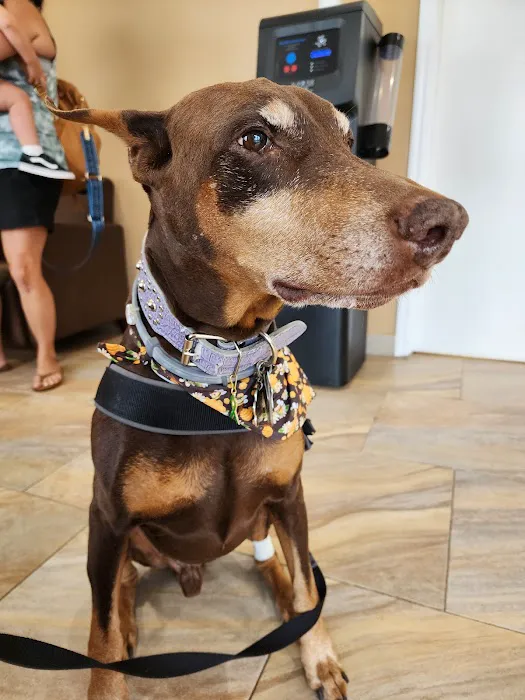 Animal Cancer Care Clinic 12