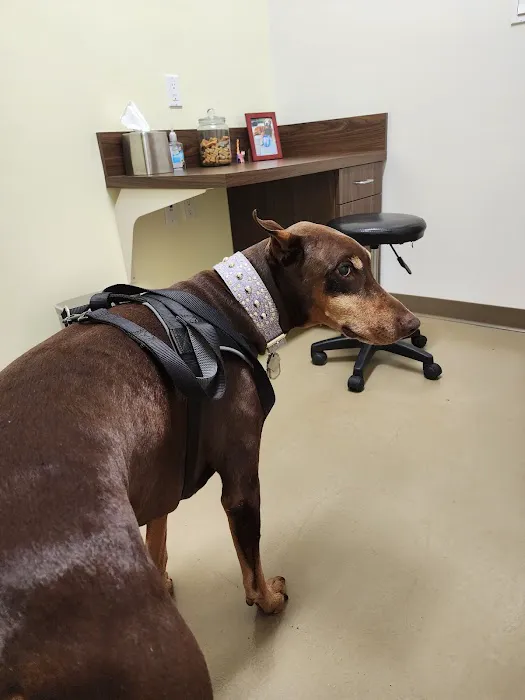 Animal Cancer Care Clinic 12