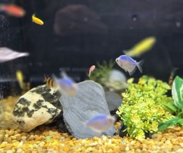 Paws & Fins Pet Shop largest selection of raw diets for your pets on Bainbridge Island