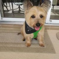 West Villages Animal Clinic ico