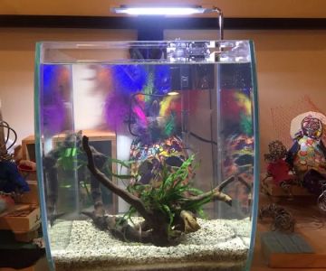 Aquarium Zen, LLC