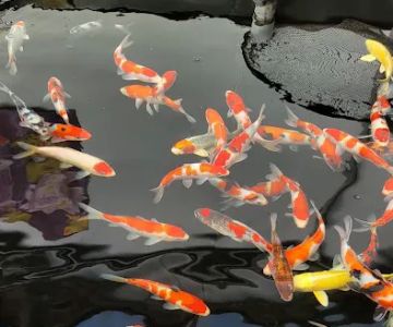 Hoshi Koi