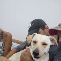 Englewood Animal Hospital ico