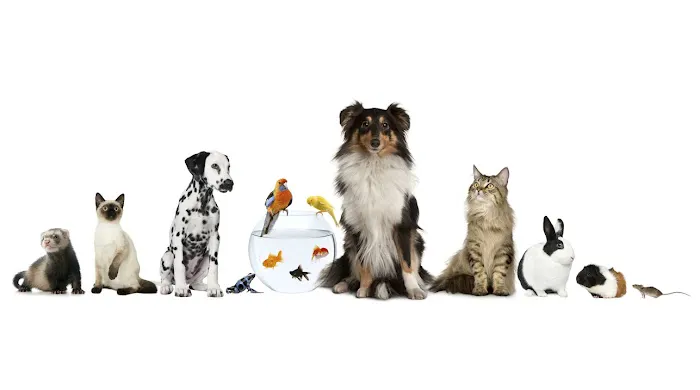 Englewood Animal Hospital 12