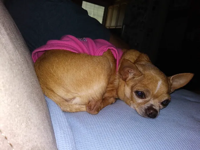 Englewood Animal Hospital 12
