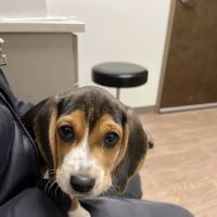New Hope Veterinary Hospital ico