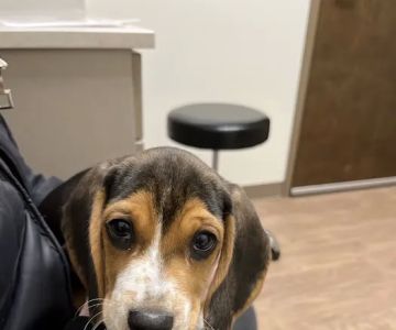 New Hope Veterinary Hospital