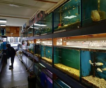Asia Gift & Aquarium