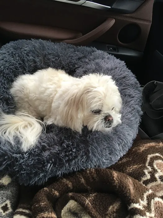 South Point Pet Hospital 12