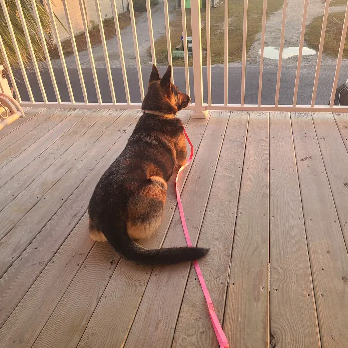 South Point Pet Hospital 12