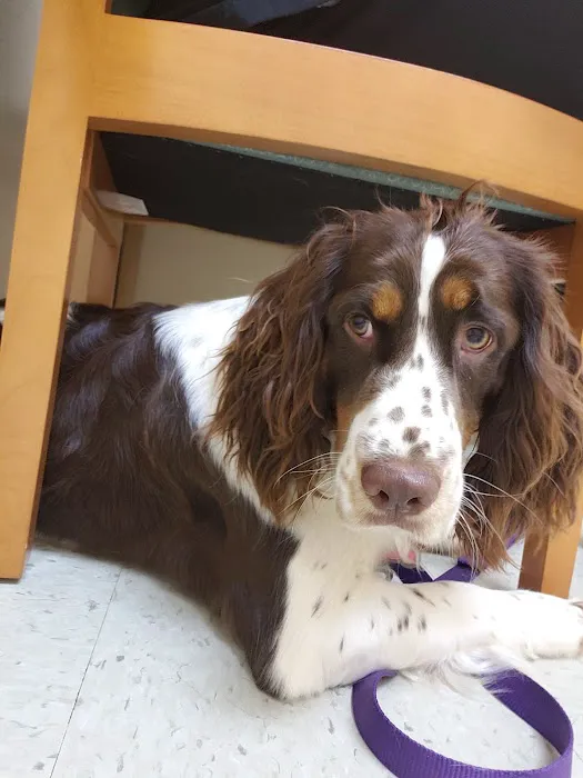 South Point Pet Hospital 12