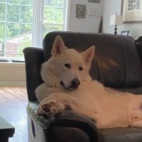 South Point Pet Hospital ico