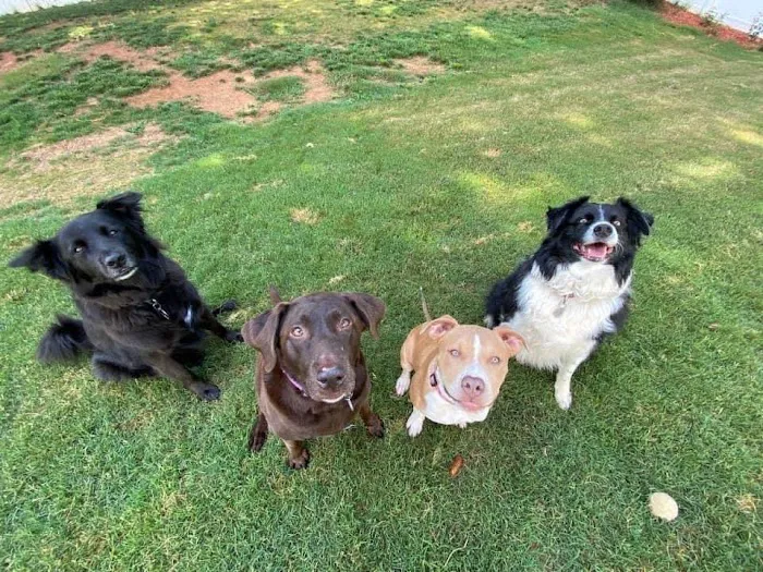 Catawba Heights Animal Hospital 12