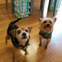 Catawba Heights Animal Hospital ico