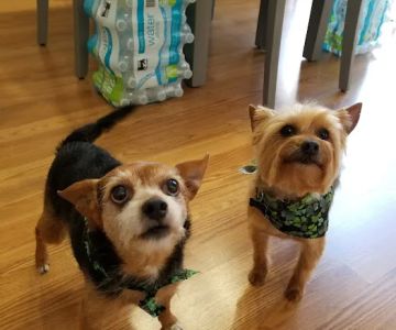 Catawba Heights Animal Hospital