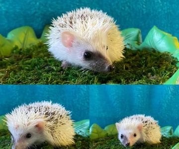 Hedgehog Garden