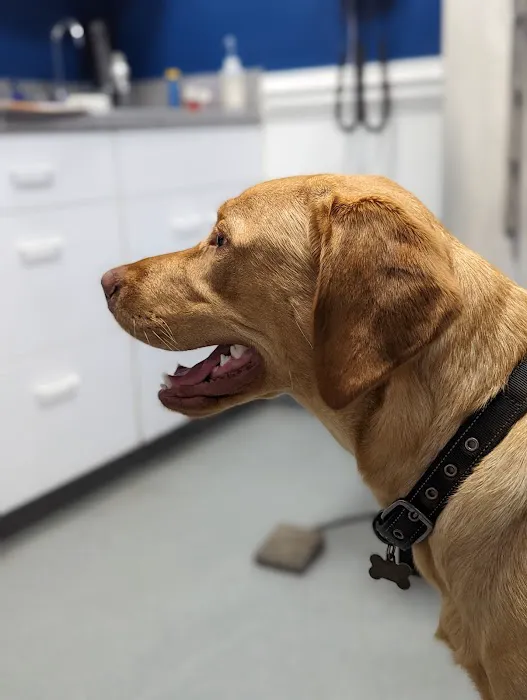 Lineberger Veterinary Hospital 8