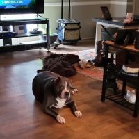 Lineberger Veterinary Hospital ico