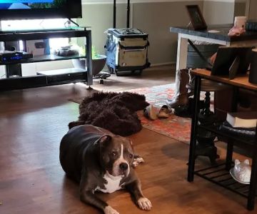 Lineberger Veterinary Hospital
