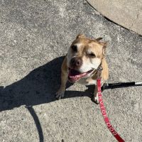 Wilkinson Animal Hospital ico