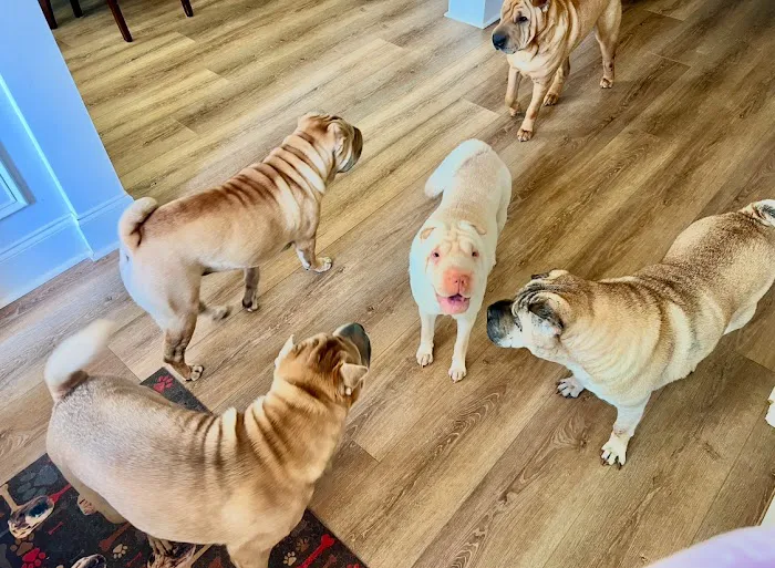 Dickson Animal Clinic 12