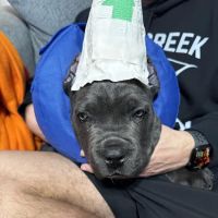Dickson Animal Clinic ico