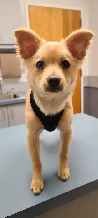 Dickson Animal Clinic 12