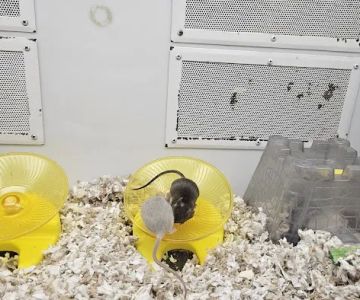 Petco