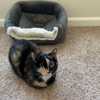 Banfield Pet Hospital ico