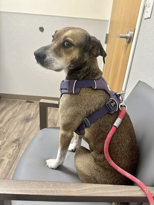 TotalBond Veterinary Hospital at Bethel 12