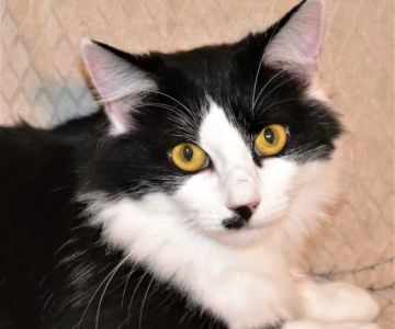 TotalBond Veterinary Hospital at Bethel